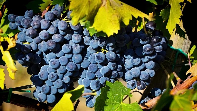 The Sangiovese grape in the vineyard, ripe and ready for harvest. The Sangiovese grape is the key variety in the Tuscan wine region of Chianti, Chianti Classico, Brunello di Montalcino, Montepuciano. The grape produce a superb red wine for the Tuscan region of Italy. Photographed close-up on location in Montalcino.