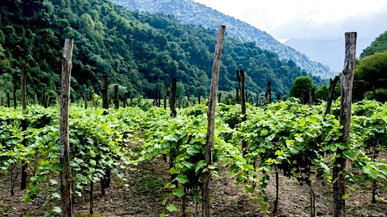 Georgia vineyard new law