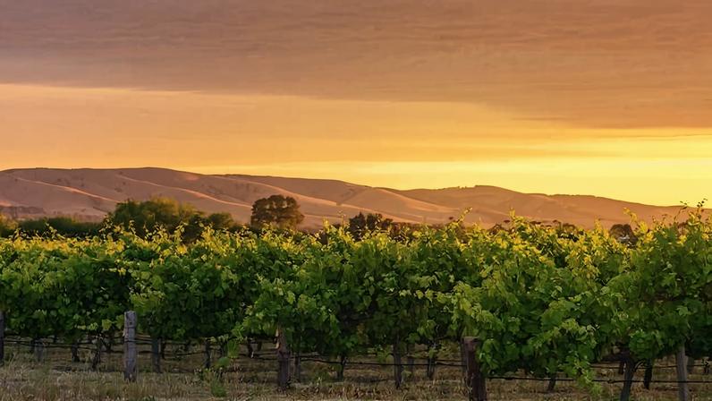 The long-negotiated trade agreement between Australia and the European Union is set to reshape the commercial landscape for Australian wine exports. Tariff elimination and regulatory changes promise improved competitiveness in one of the world’s largest wine markets.
