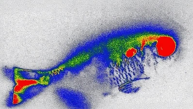 Radiografia de um peixe lambari contaminado com enrofloxacina radiomarcada com carbono-14