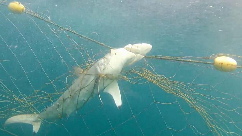 Proposta de rede de tubarões perto do Club Med gera conflito com conservação