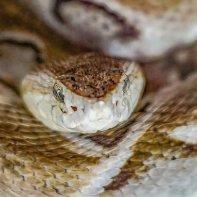Cobra jararaca caiçaca é exibida na COP15 em Campo Grande (MS)