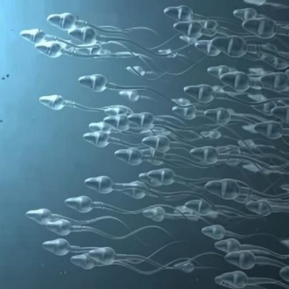 Spermatozoide se perde ao tentar fecundar óvulo na microgravidade