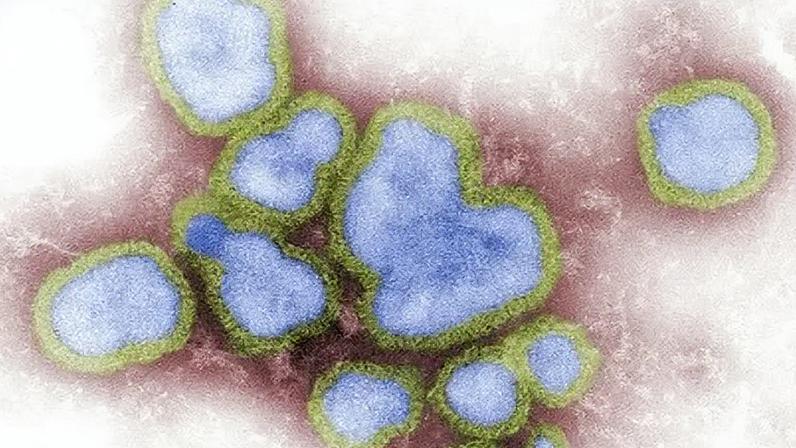 Influenza, vírus da gripe