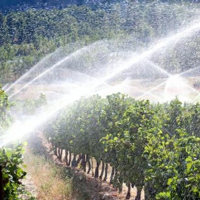 O bebedor ético: debate sobre uso de água na produção de vinho