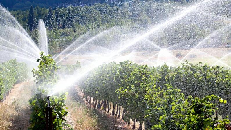 irrigation in vineyards