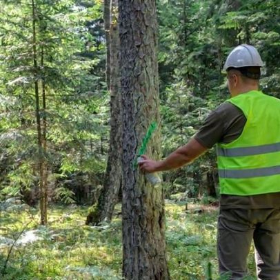 Da floresta ao móvel: IKEA enfrenta rastreabilidade de madeira sob EUDR