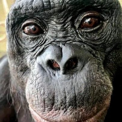 Bonobo Kanzi pode brincar de faz-de-conta, questionando imaginação animal