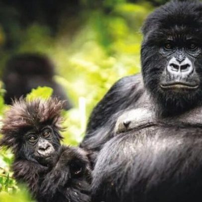 Ruanda é destino para experiência de encontro com gorilas na selva