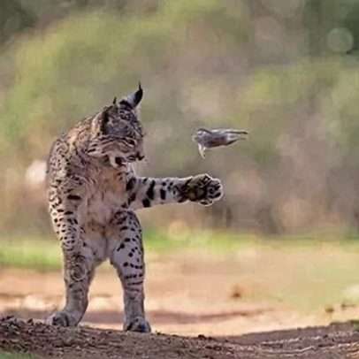 Foto de lince malabarista com presa ganha prêmio global