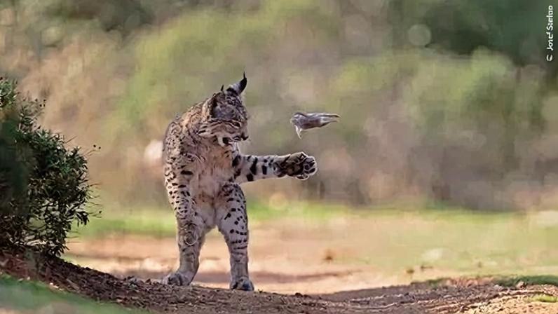 Foto de lince "malabarista" com presa é premiada em concurso global