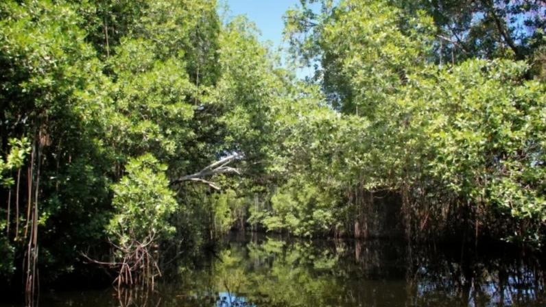 Brasil tem a 2ª maior área de mangue do planeta, atrás apenas da Indonésia.