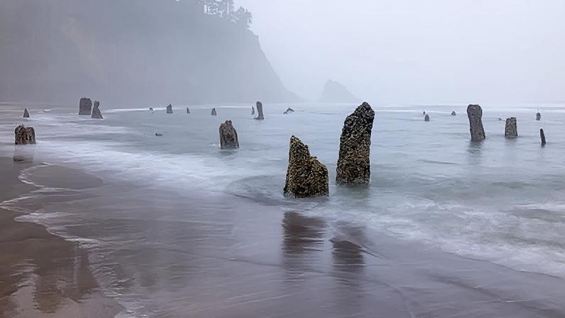 Floresta Fantasma de Neskowin, costa de Oregon, nos EUA