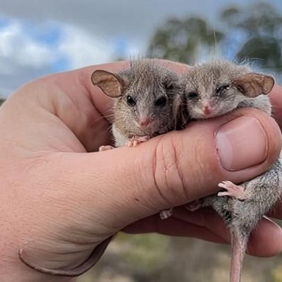 O menor possum do mundo pode viver além de sua área conhecida na Austrália