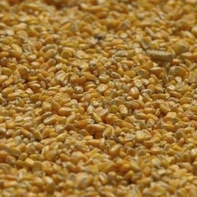 Ucrânia vê milho estável e alerta para choque de fertilizantes em 2027
