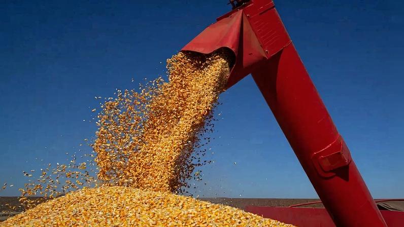 Produção de milho foi destaque em 2025 – foto: Wenderson Araujo/CNA