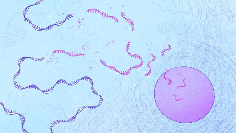 Illustration of RNA fragments near the nucleus of a cell