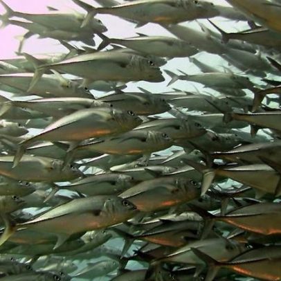 As maiores migrações de peixes do mundo entram em colapso