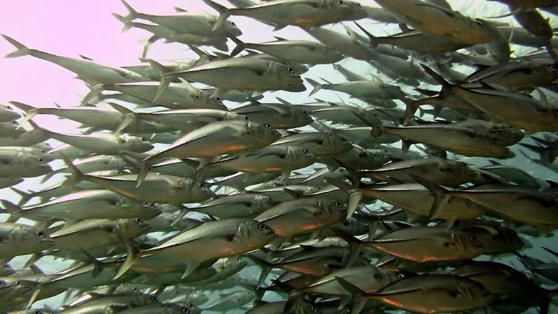 Na imagem, um cardume de peixes
