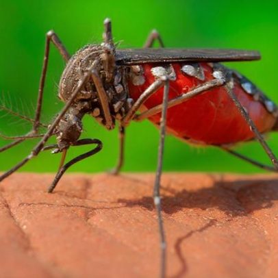 Casos prováveis de dengue sobem 20,3% em uma semana em MG, acima de 31 mil