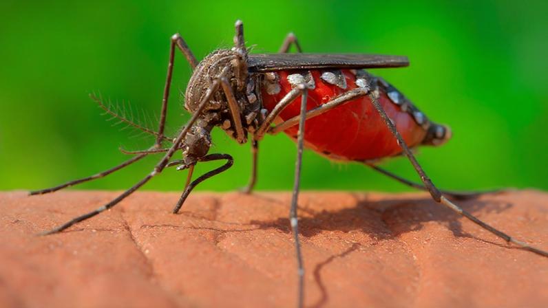 O mosquito Aedes aegypti, causador da dengue, da à febre Chikungunya e do zika vírus