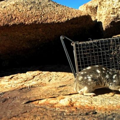 Conhecimento indígena orienta conservação do quoll do Norte, na Austrália