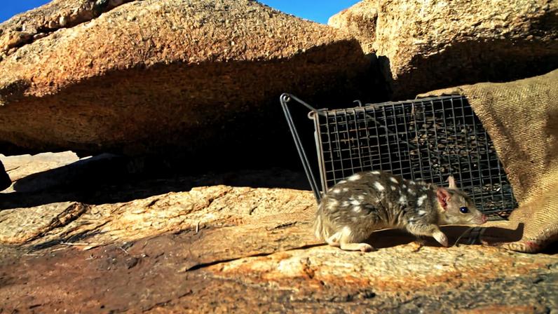 Conhecimento indígena orienta conservação do quoll do Norte, na Austrália