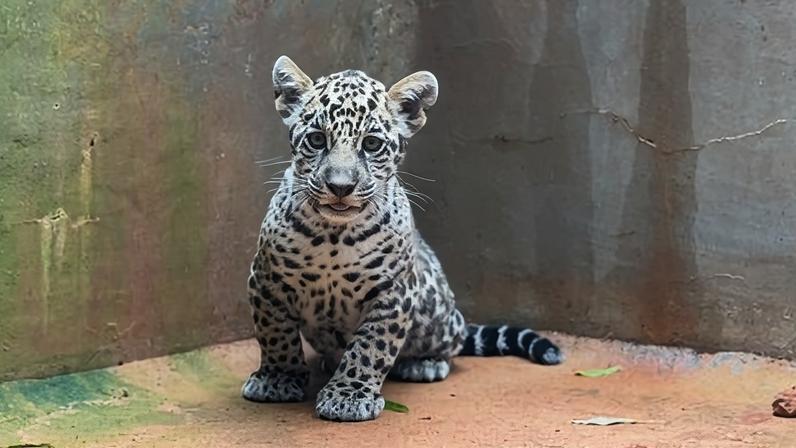 Filhote de onça-pintada é batizado como "Xingu"