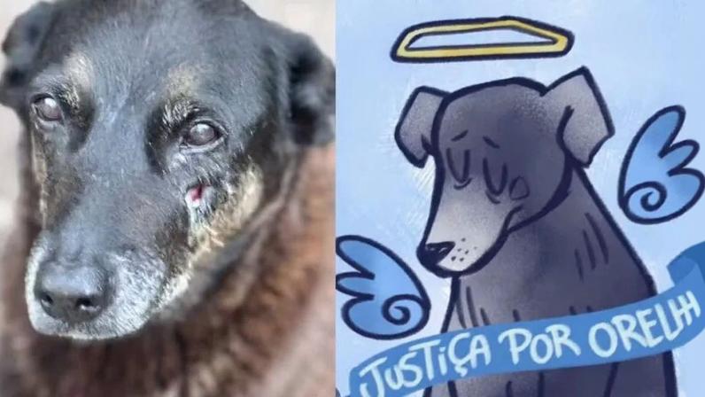 O cachorro Orelha morreu após ser vítima de agressões na Praia Brava, em Florianópolis. Créditos: Reprodução/@floripa_estacomvcorelha, @peachzmilk