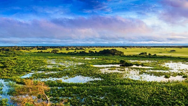 Áreas alagadas e vida silvestre na Estação Ecológica do Taim, em Santa Vitória do Palmar RS
