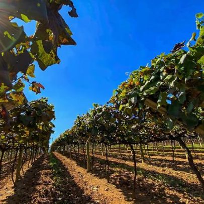 Câmara Municipal de São Roque SP abre 8 vagas em concurso