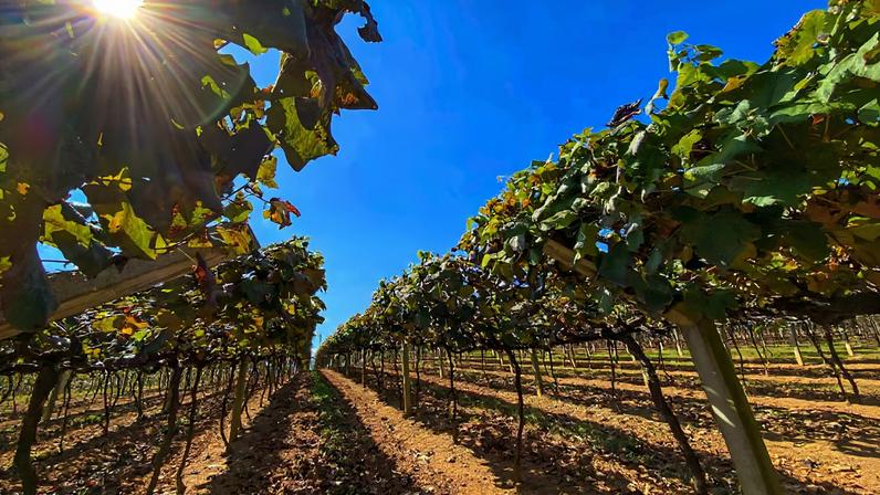 Vinhedos e colinas do “Roteiro do Vinho”, cartão‑postal de São Roque SP. Crédito: roteirodovinho.com.br.