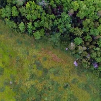 Future Climate e Pachama criam Originals, JV florestal