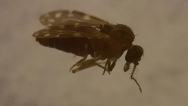 O mosquito-pólvora, porvinha ou maruim (Culicoides paraensis), transmissor do Oropouche, é três vezes menor que um pernilongo comum, tamanho ideal para atravessar mosquiteiros