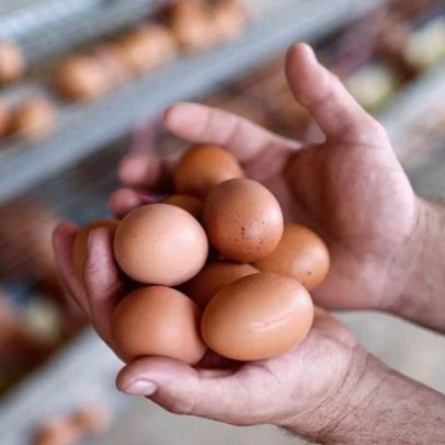 Warburg Pincus investe na Global Eggs, avaliada em US$ 8 bilhões