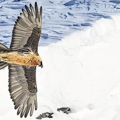 Abutres voltam aos Alpes em um dos maiores casos de recuperação da vida selvagem