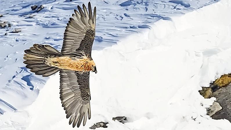 Abutres voltam aos Alpes em um dos maiores casos de recuperação da vida selvagem