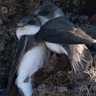 Está quase chegando o dia de mudança para as sand martins