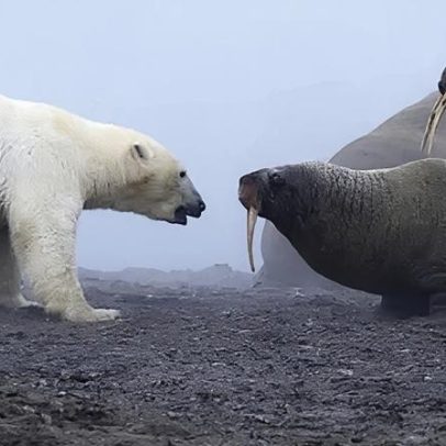 Urso polar enfrenta manada de morsas em confronto entre predadores