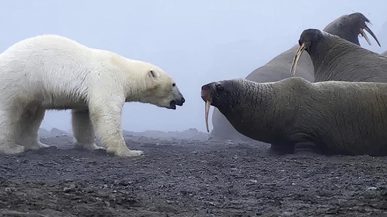 Urso polar enfrenta manada de morsas em confronto entre predadores