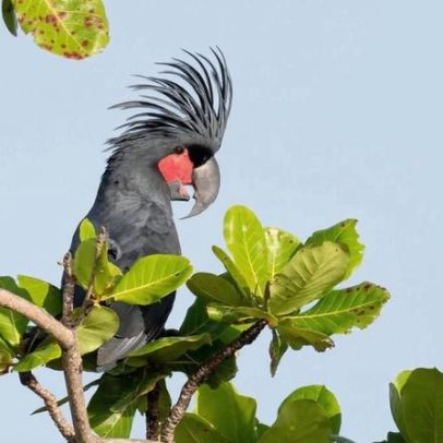Filhote de palm cockatoo faz primeira fuga de ninho artificial na Austrália