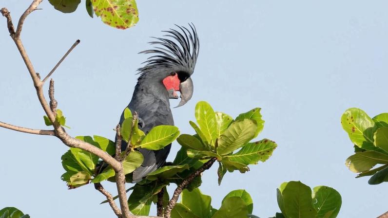 Filhote de palm cockatoo faz primeira fuga de ninho artificial na Austrália