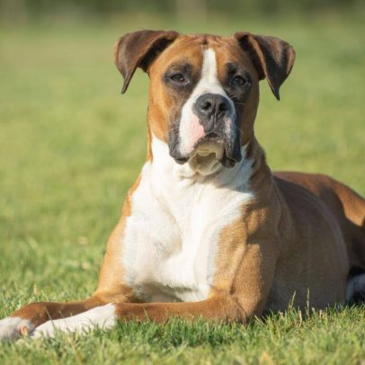 Cães e humanos convivem há mais de 15 mil anos, aponta pesquisa