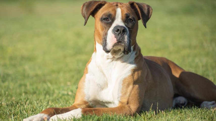Os cães da Gruta de Gough e de Pınarbaşı tinham proximidade genética com os boxers.