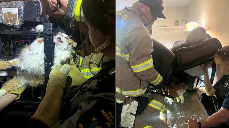 Gato laranja fica preso em cadeira reclinável ao tentar fugir do veterinário