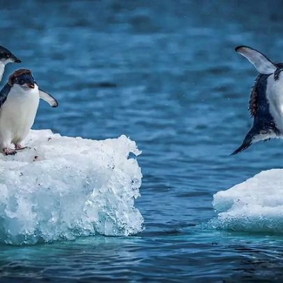 Chuvas chegam à Antártica e podem alterar o continente gelado