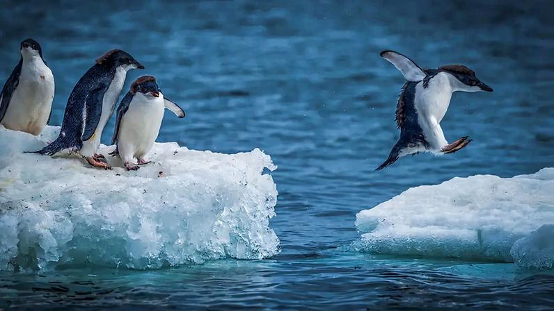 Pinguins