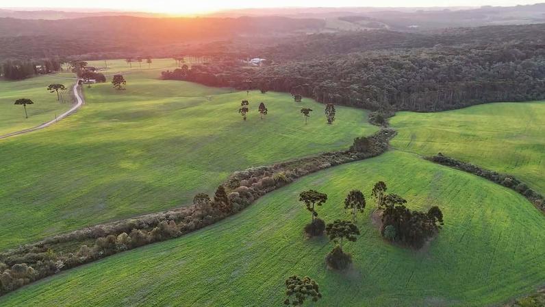 Vista ao amanhecer na região de Campo Alegre SC, com araucárias e áreas de campo. Crédito: Drone Joinville.