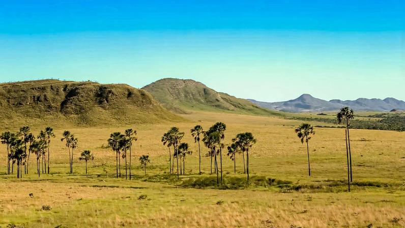 Paisagem do Cerrado na seca, com vegetação dourada e trilha sinalizada