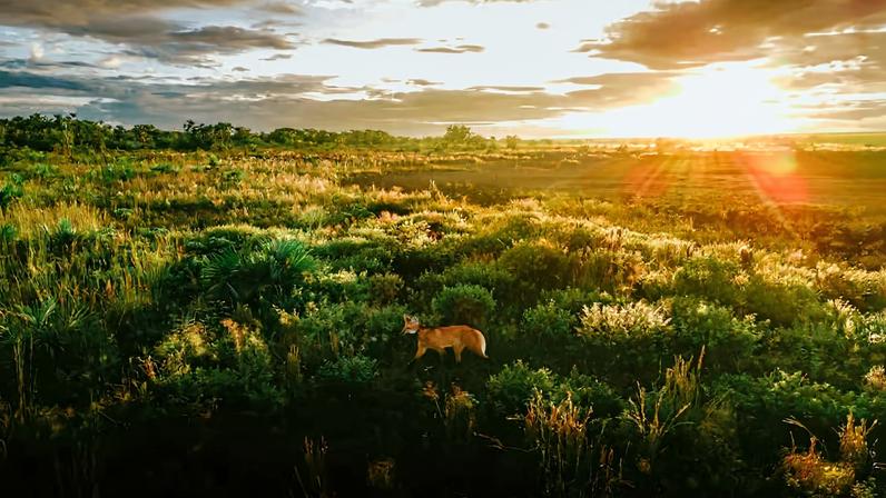 Cerrado do DF ao pôr do sol: vegetação típica e horizonte amplo